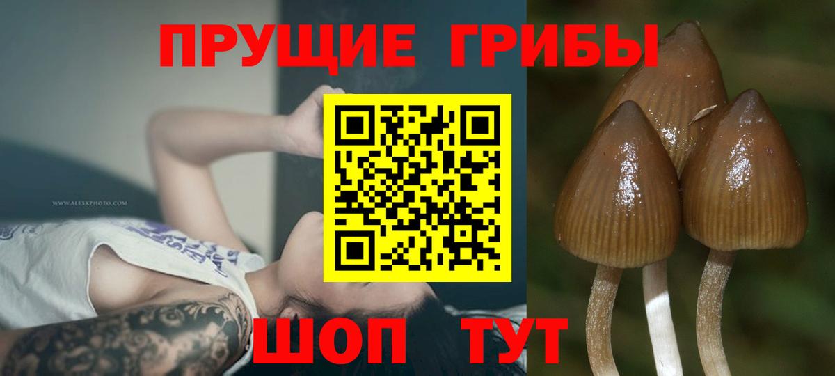 Лесозаводск  Галлюциногенные грибы прущие грибы  Вход с VPN  Галлюциногенные грибы Cubensis 